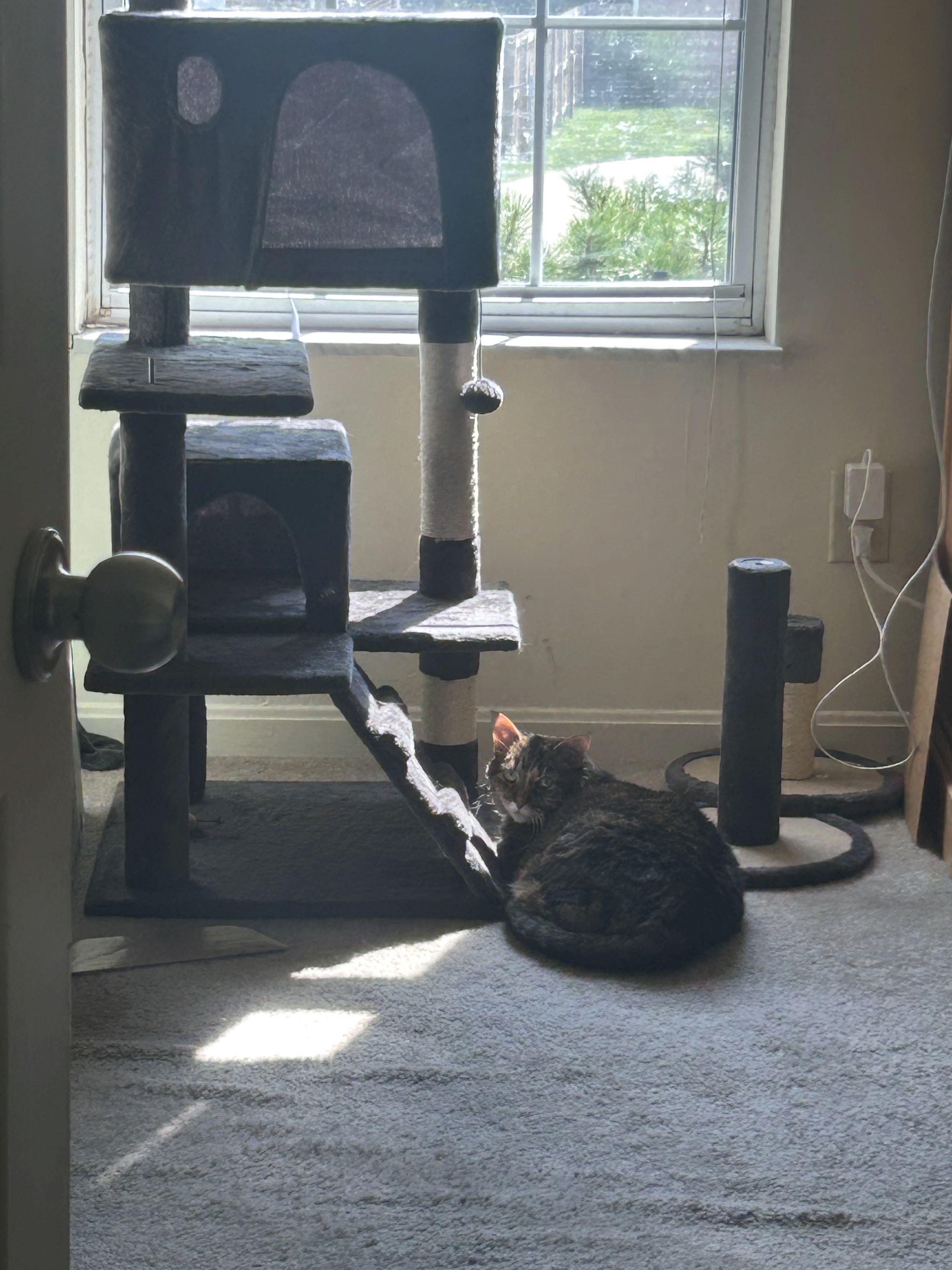 Image of a tabby cat sitting at the foot of her large cat tree in front of an open window.